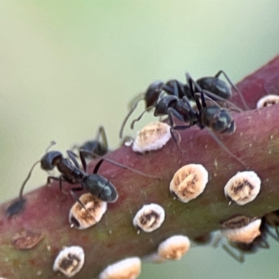 Iridomyrmex sp. (genus) (Ant) at Casey, ACT - 23 Mar 2024 by Hejor1
