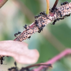 Melanococcus albizziae at Casey, ACT - 23 Mar 2024