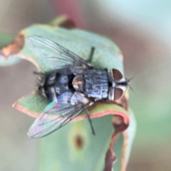 Exorista sp. (genus) at Casey, ACT - 23 Mar 2024 03:39 PM