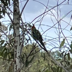 Platycercus eximius at Casey, ACT - 23 Mar 2024