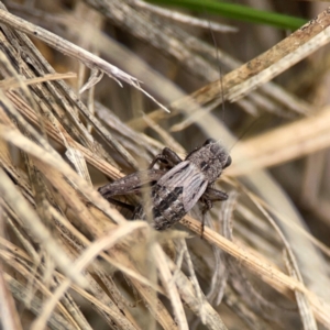 Bobilla sp. (genus) at Casey, ACT - 23 Mar 2024 03:27 PM