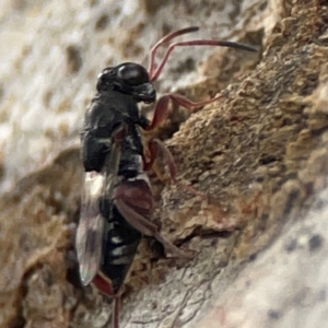 Chalcididae (family) at Casey, ACT - 23 Mar 2024