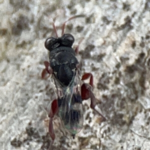 Chalcididae (family) at Casey, ACT - 23 Mar 2024