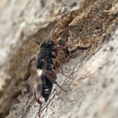 Chalcididae (family) at Casey, ACT - 23 Mar 2024