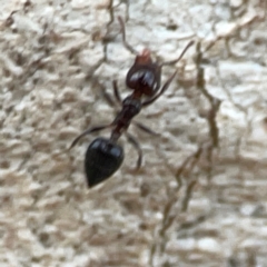 Crematogaster sp. (genus) (Acrobat ant, Cocktail ant) at Casey, ACT - 23 Mar 2024 by Hejor1
