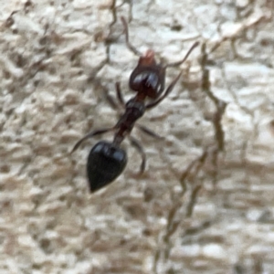 Crematogaster sp. (genus) at Casey, ACT - 23 Mar 2024