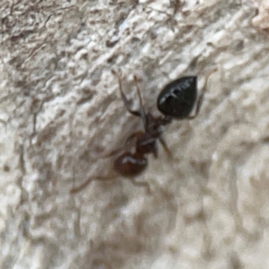 Crematogaster sp. (genus) at Casey, ACT - 23 Mar 2024