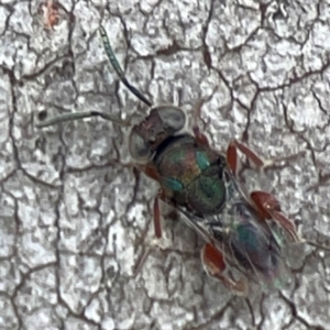 Chalcididae (family) at Casey, ACT - 23 Mar 2024