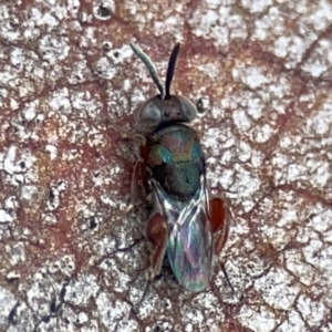 Chalcididae (family) at Casey, ACT - 23 Mar 2024