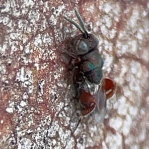 Chalcididae (family) at Casey, ACT - 23 Mar 2024