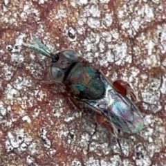 Chalcididae (family) at Casey, ACT - 23 Mar 2024