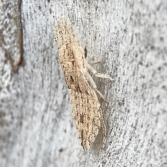 Ledromorpha planirostris at Casey, ACT - 23 Mar 2024 03:17 PM