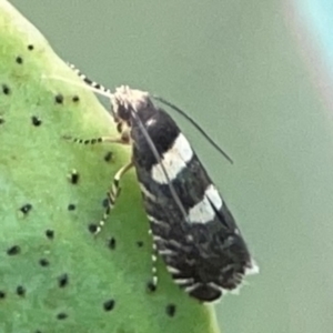 Glyphipterix chrysoplanetis at Casey, ACT - 23 Mar 2024 03:14 PM