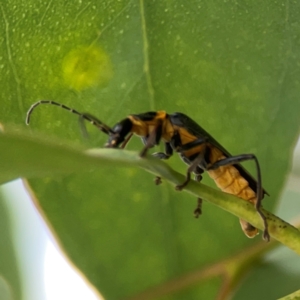 Chauliognathus lugubris at Casey, ACT - 23 Mar 2024