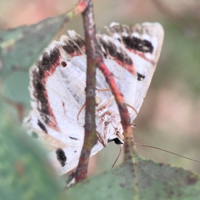 Crypsiphona ocultaria (Red-lined Looper Moth) at Casey, ACT - 23 Mar 2024 by Hejor1