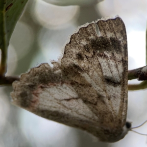 Crypsiphona ocultaria at Casey, ACT - 23 Mar 2024