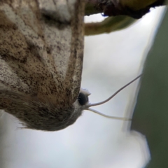 Crypsiphona ocultaria at Casey, ACT - 23 Mar 2024