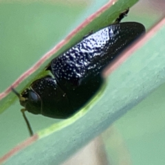 Paropsisterna sp. (genus) (A leaf beetle) at Casey, ACT - 23 Mar 2024 by Hejor1