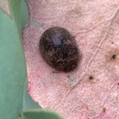 Trachymela sp. (genus) at Casey, ACT - 23 Mar 2024