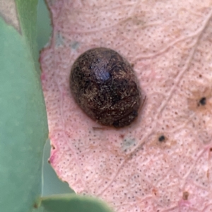 Trachymela sp. (genus) at Casey, ACT - 23 Mar 2024