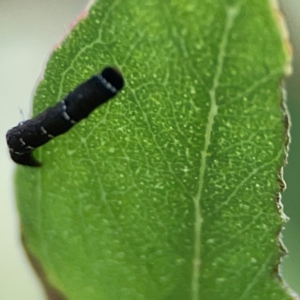 Geometridae (family) IMMATURE at Casey, ACT - 23 Mar 2024