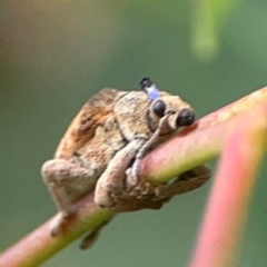 Gonipterus scutellatus (Eucalyptus snout beetle, gum tree weevil) at Casey, ACT - 23 Mar 2024 by Hejor1