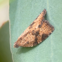 Meritastis ursina (A Tortricid moth) at Casey, ACT - 23 Mar 2024 by Hejor1