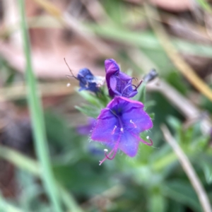 Echium plantagineum at Casey, ACT - 23 Mar 2024