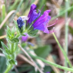 Echium plantagineum at Casey, ACT - 23 Mar 2024