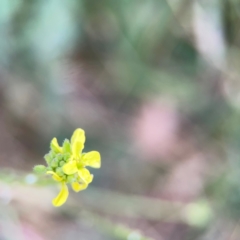 Hirschfeldia incana at Casey, ACT - 23 Mar 2024