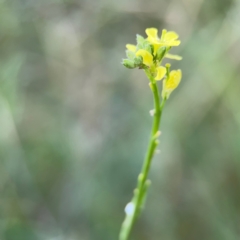 Hirschfeldia incana at Casey, ACT - 23 Mar 2024