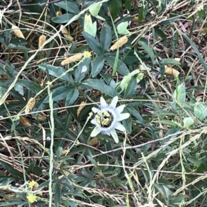 Passiflora caerulea at Casey, ACT - 23 Mar 2024