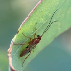 Braconidae (family) at Casey, ACT - 23 Mar 2024