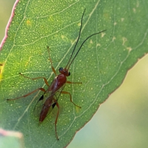 Braconidae (family) at Casey, ACT - 23 Mar 2024