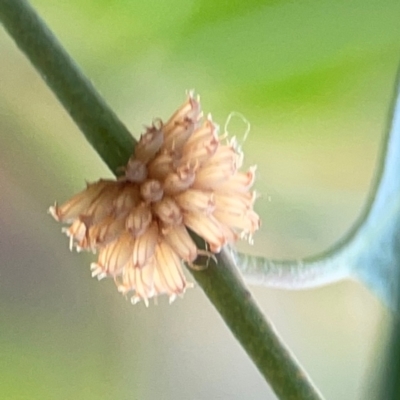 Paropsis atomaria (Eucalyptus leaf beetle) at Casey, ACT - 23 Mar 2024 by Hejor1