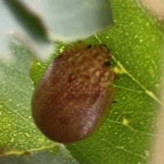 Paropsis atomaria at Casey, ACT - 23 Mar 2024