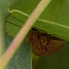 Paropsis atomaria at Casey, ACT - 23 Mar 2024