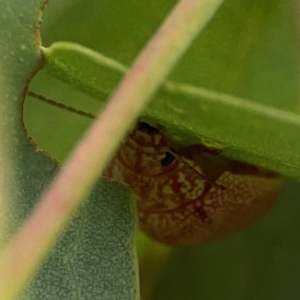 Paropsis atomaria at Casey, ACT - 23 Mar 2024