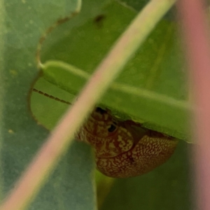 Paropsis atomaria at Casey, ACT - 23 Mar 2024