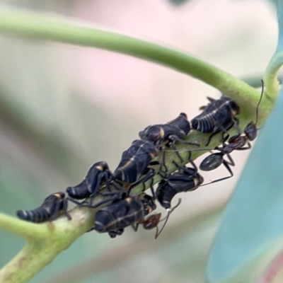 Eurymelinae (subfamily) (Unidentified eurymeline leafhopper) at Casey, ACT - 23 Mar 2024 by Hejor1