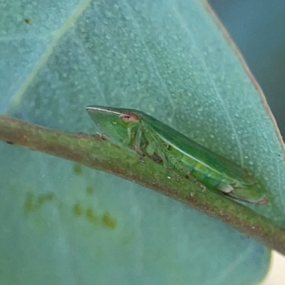 Unidentified Leafhopper or planthopper (Hemiptera, several families) at Casey, ACT - 23 Mar 2024 by Hejor1