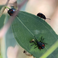 Cermatulus nasalis (Predatory shield bug, Glossy shield bug) at Casey, ACT - 23 Mar 2024 by Hejor1