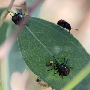 Cermatulus nasalis at Casey, ACT - 23 Mar 2024