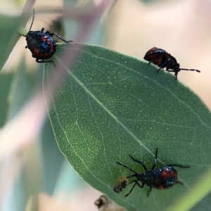 Cermatulus nasalis at Casey, ACT - 23 Mar 2024