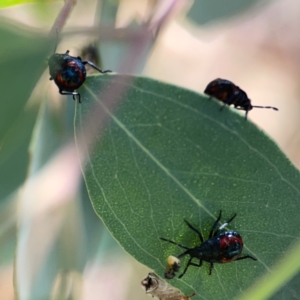 Cermatulus nasalis at Casey, ACT - 23 Mar 2024