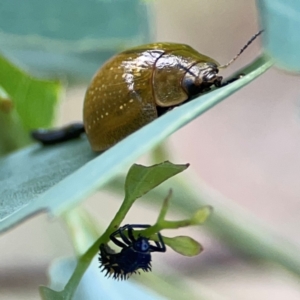 Paropsisterna cloelia at Casey, ACT - 23 Mar 2024