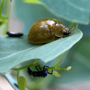 Paropsisterna cloelia at Casey, ACT - 23 Mar 2024