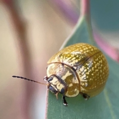 Paropsisterna cloelia at Casey, ACT - 23 Mar 2024