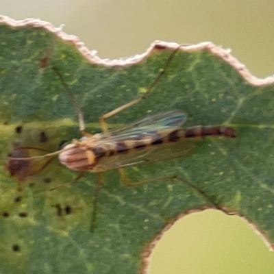 Chironomidae (family) (Non-biting Midge) at Casey, ACT - 23 Mar 2024 by Hejor1