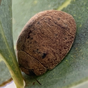 Trachymela sp. (genus) at Casey, ACT - 23 Mar 2024